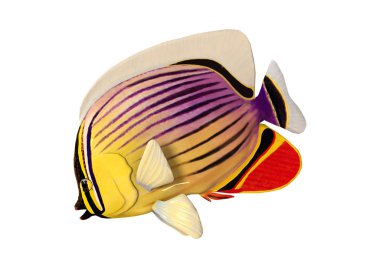 3D render Redfin Butterflyfish beyaz