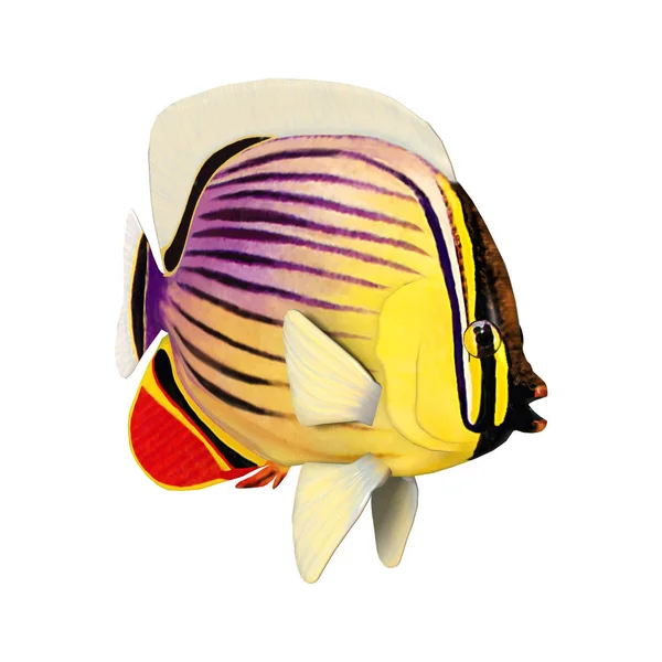 3D Rendering Rotflossen-Schmetterlingsfisch auf Weiß — Stockfoto