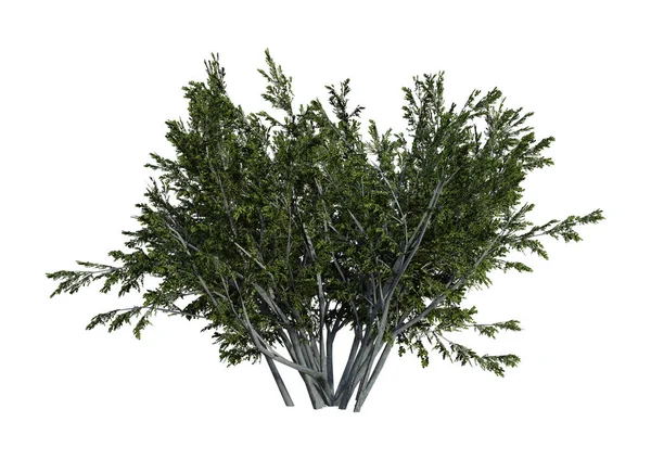 3D rendering creosoot Bush op wit — Stockfoto