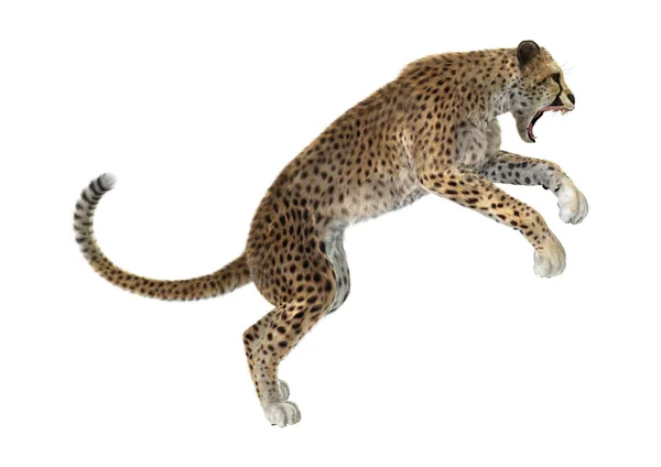 3D rendering nagymacska Cheetah-fehér — Stock Fotó