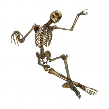 Beyaz üzerine 3D render insan iskeleti