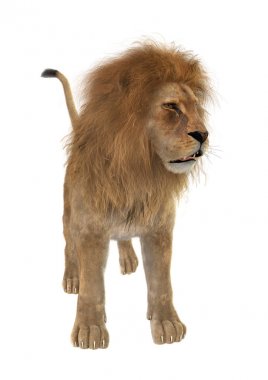 Beyaz üzerine 3D render erkek aslan