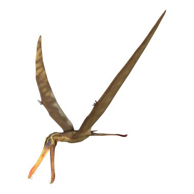 3D render Pterodactyl Anhanguera beyaz