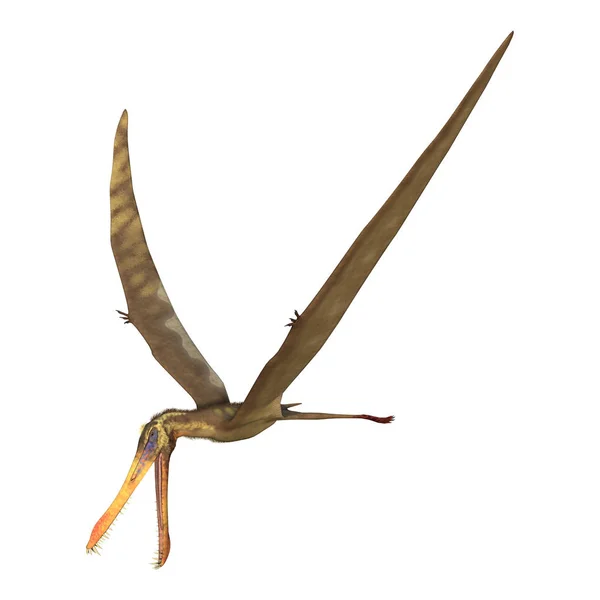 3D rendering Pterodactyl Anhanguera på vit — Stockfoto