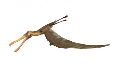 3D render Pterodactyl Anhanguera beyaz