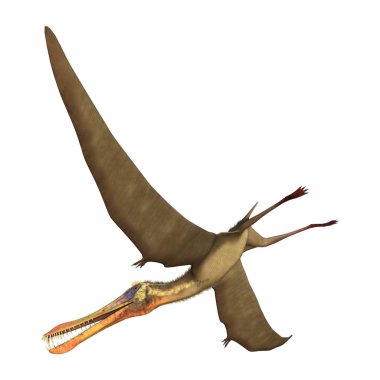 3D render Pterodactyl Anhanguera beyaz