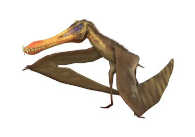 3D render Pterodactyl Anhanguera beyaz