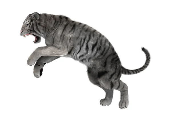 3D renderização tigre branco no branco — Fotografia de Stock