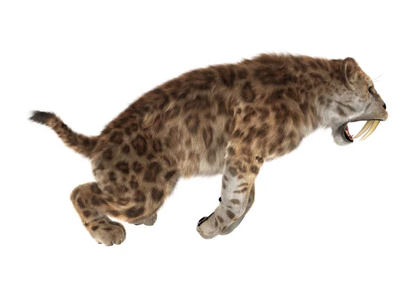 3D representación sable diente tigre en blanco — Foto de Stock