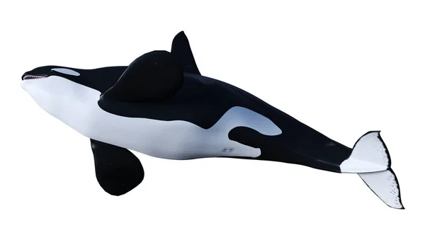 3D renderização orca assassino baleia no branco — Fotografia de Stock