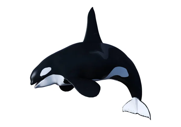 3D Rendering Orca Killer Whale on White — Stock Photo, Image