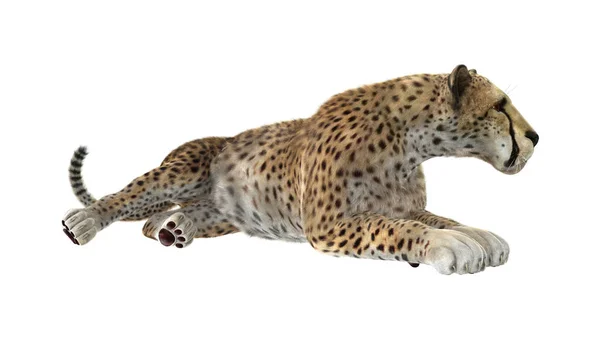 Rendu 3D Cheetah sur blanc — Photo