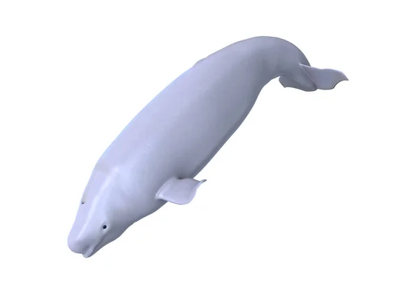 Beluga-Weißwal — Stockfoto