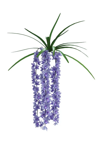 3D Rendering fiori selvatici del Orchid su bianco — Foto Stock
