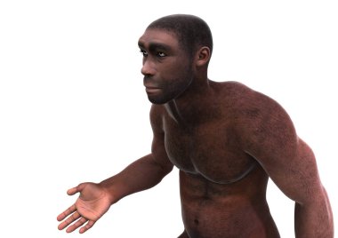 3D render Homo Erectus beyaz