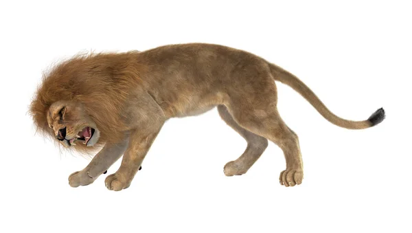 3D Rendering Male Lion on White — Stock Photo, Image