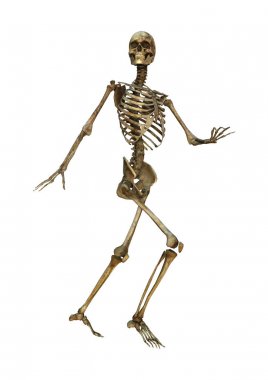 Beyaz üzerine 3D render insan iskeleti