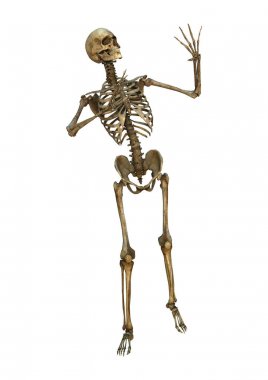 Beyaz üzerine 3D render insan iskeleti