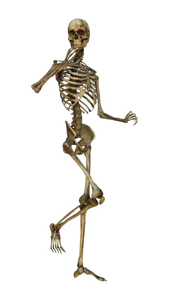 3D rendering mänskliga skelettet på vit — Stockfoto