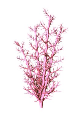 3D beyaz üzerine pembe Coral oluşturma