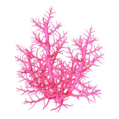 3D beyaz üzerine pembe Coral oluşturma