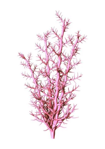 3D rendering fehér rózsaszín korall — Stock Fotó
