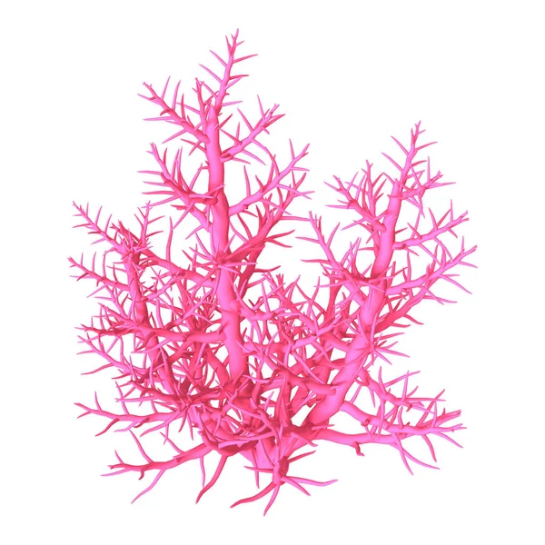 3D beyaz üzerine pembe Coral oluşturma — Stok fotoğraf
