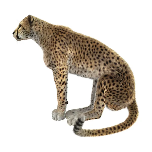 3D Rendering Big Cat Cheetah di Putih — Stok Foto