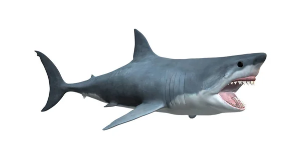 3D renderização grande tubarão branco em branco — Fotografia de Stock