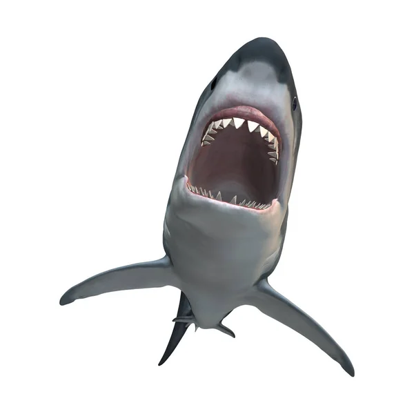 3D-Rendering großer weißer Hai auf weiß — Stockfoto
