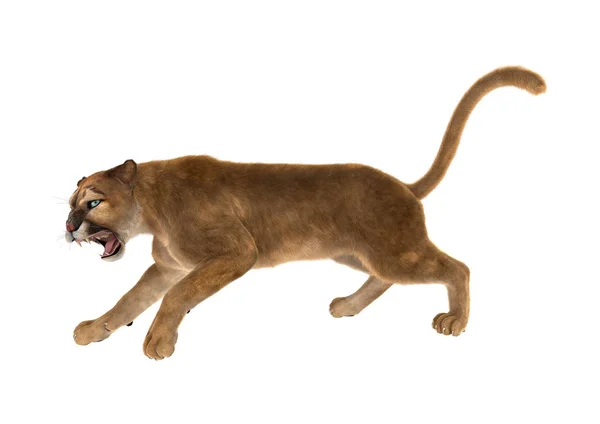 3D rendering stor katt Puma på vit — Stockfoto
