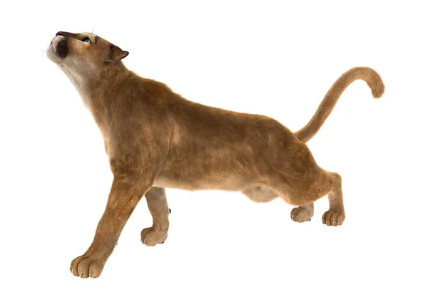 3D Rendering Big Cat Puma su bianco — Foto Stock