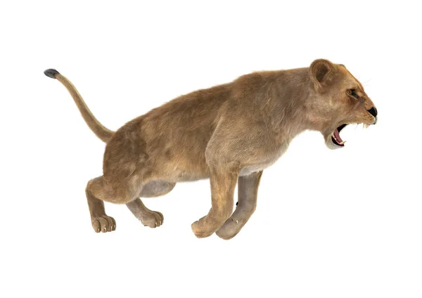 Representación 3D león femenino en blanco — Foto de Stock