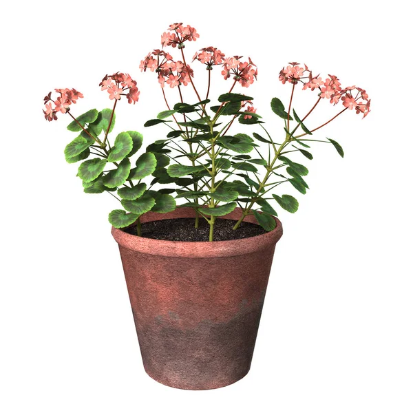 3D rendering Geranium Pot op wit — Stockfoto