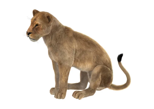 3D rendering θηλυκό λιοντάρι σε λευκό — Φωτογραφία Αρχείου