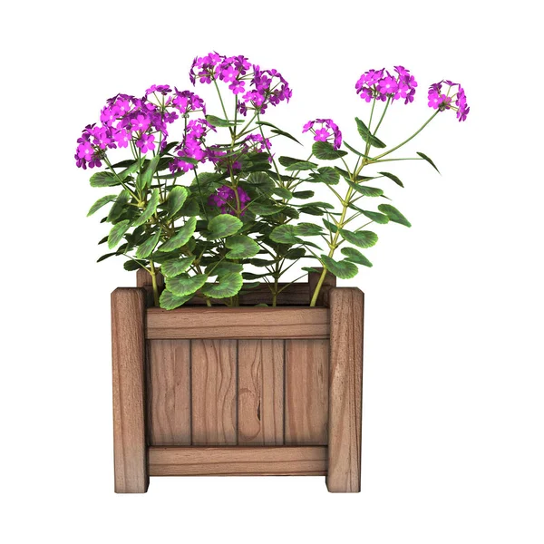 3D vykreslování Geranium květináč na bílém — Stock fotografie