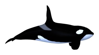 3D render Killerwhale beyaz