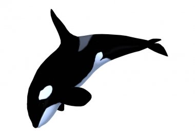 3D render Killerwhale beyaz