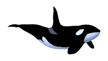 3D render Killerwhale beyaz