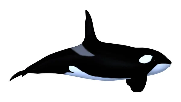 Rendu 3D Killerwhale sur blanc — Photo