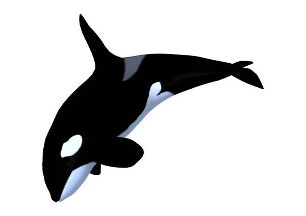 Rendu 3D Killerwhale sur blanc — Photo