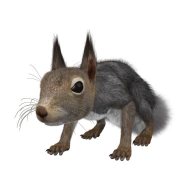 3D render Doğu gri sincap beyaz