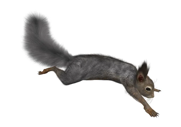 3D Rendering Eastern Grey Squirrel di Putih — Stok Foto