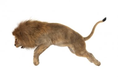 Beyaz üzerine 3D render erkek aslan