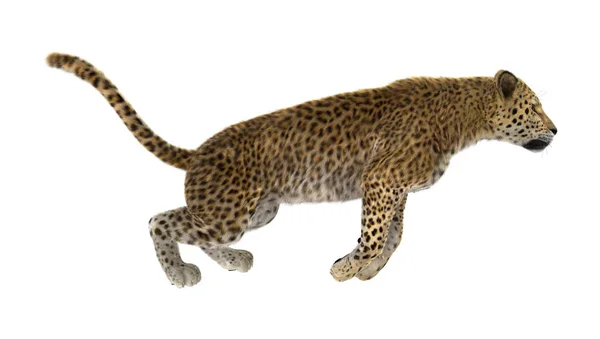 3D Rendering Großkatze Leopard auf Weiß — Stockfoto