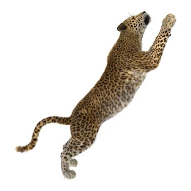 3D render büyük kedi Leopard üzerinde beyaz