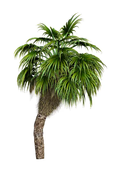 3D renderowania palmy na białym — Zdjęcie stockowe