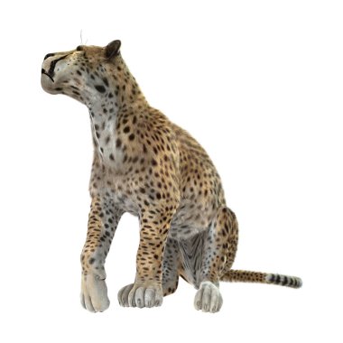 3D render Cheetah beyaz