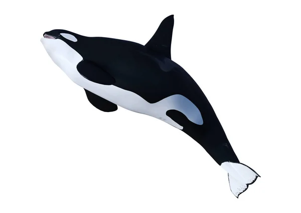 3D Rendering Orca Killer Whale on White — Stock Photo, Image