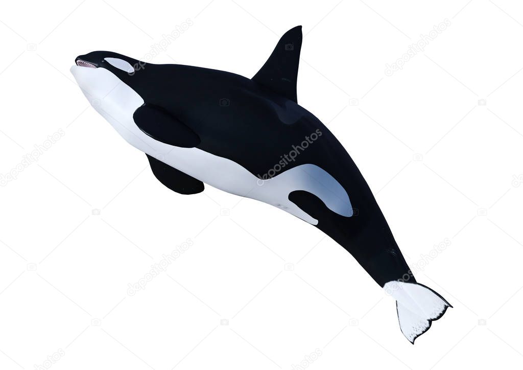 3D Rendering Orca Killer Whale on White